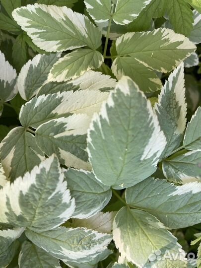 Многолетние растения