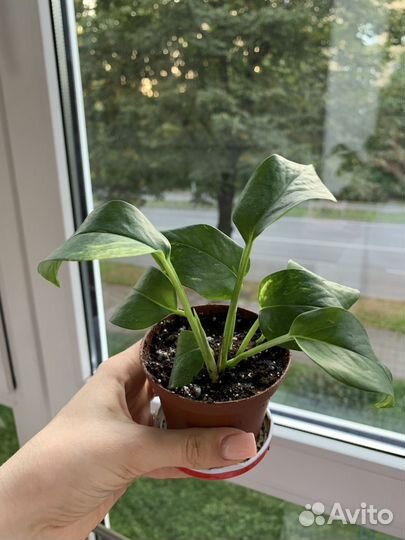 Комнатные растения