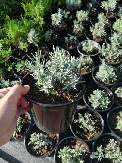 Саженцы лаванды узколистной