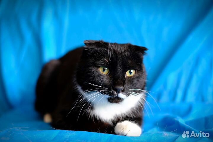 Молодая кошка-вислоушка ищет дом