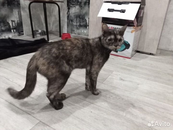 Отдам в добрые руки