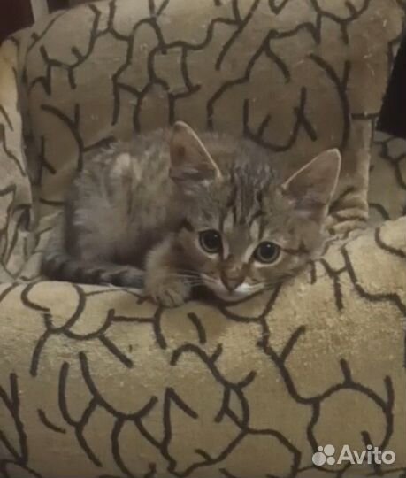 Котенок в добрые руки