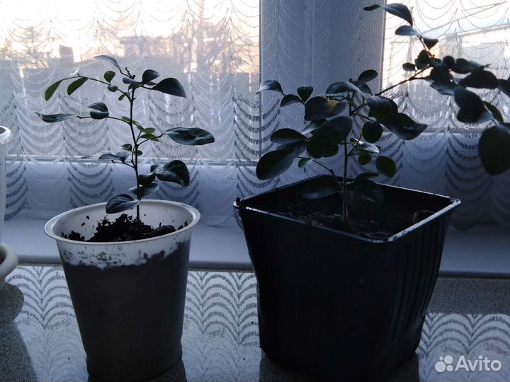 Комнатные цветы