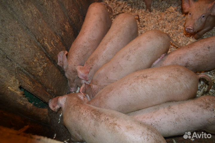 Поросята Ландрас