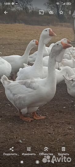 Холмогорские гуси