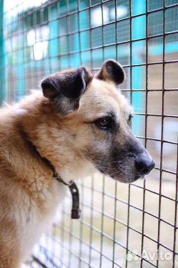 Собака Таша ищет семью