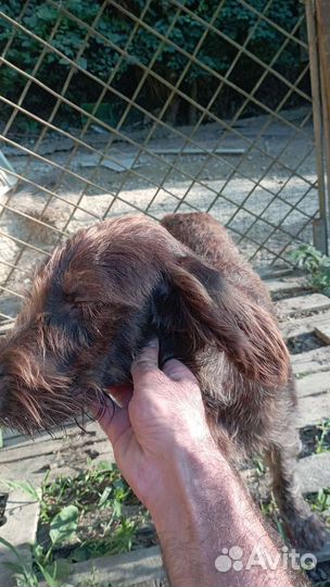 Дратхаар рабочая