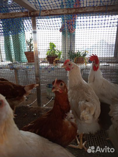 Куры молодки несушки