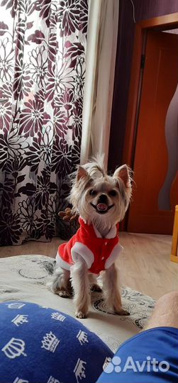 Йоркширский терьер вязка мальчик