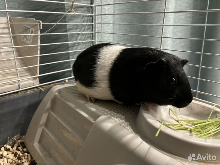 Морская свинка