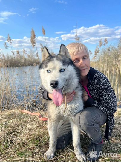 Сибирский хаски