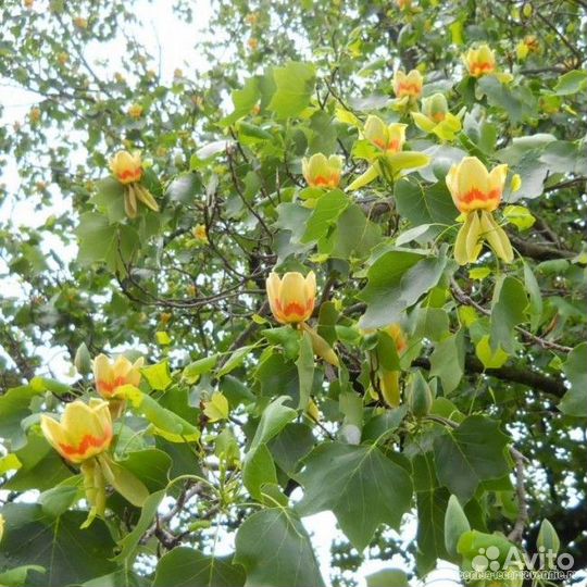 Тюльпановое дерево,лиран,лириодендрон