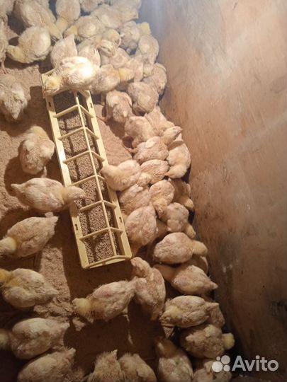 Птицы домашние куры