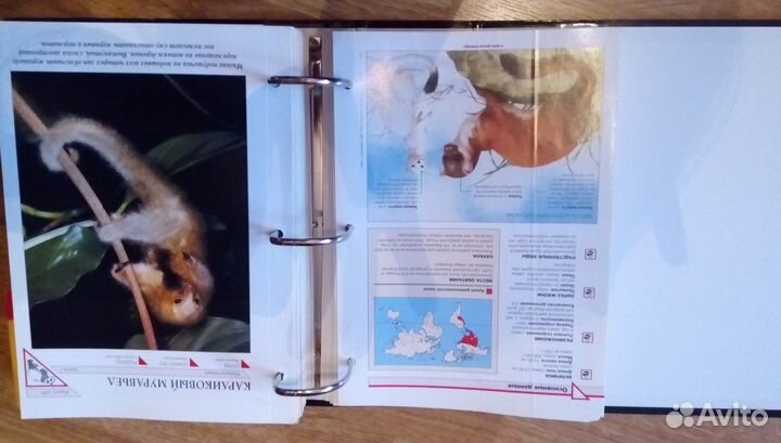 Энциклопедия для детей