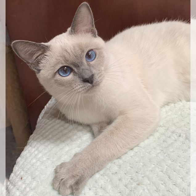 Тайский котёнок
