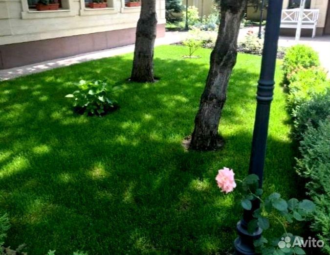 Рулонный газон