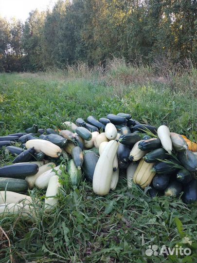 Кабачки, цукини, тыквы капуста итд