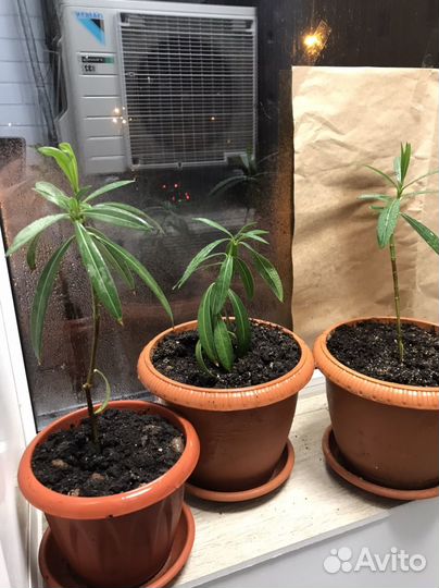 Олеандр махровый