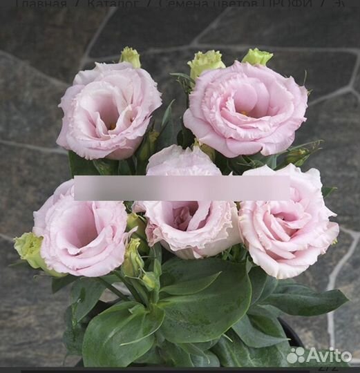 Эустома рассада