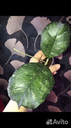 Хойи укорененные и срезом