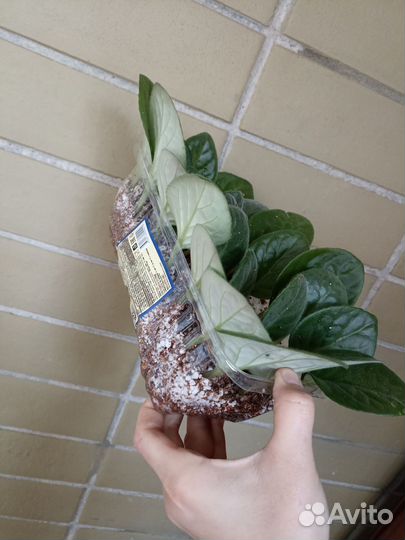 Листья фиалки белый