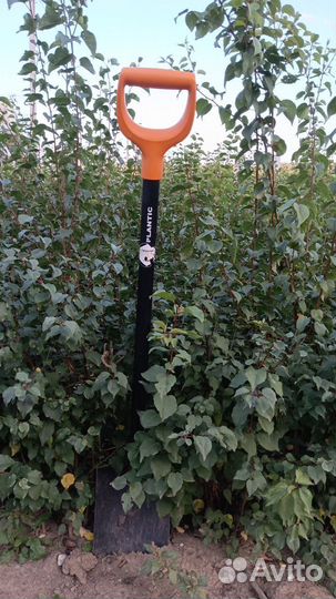 Подвой жерделы