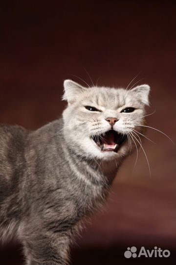 Кошка в дар