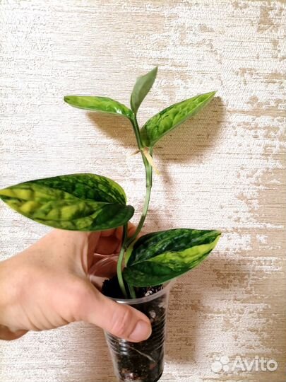 Монстера Карстенианум вариегатная