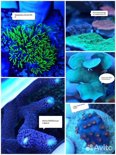 Морские кораллы. Морской аквариум