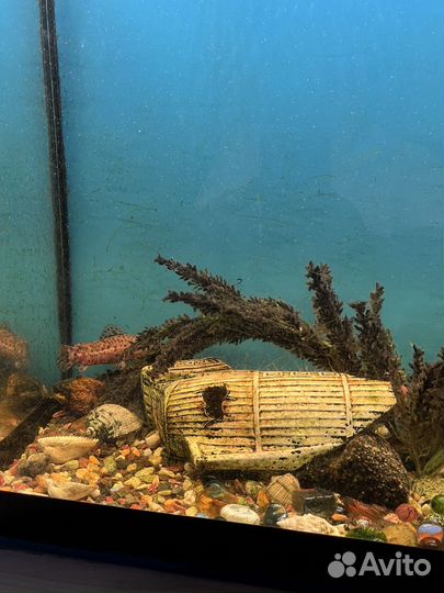 Аквариум с рыбками
