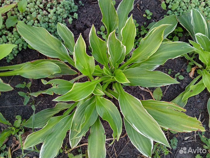 Хоста. Бруннера