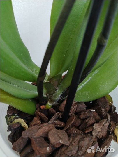 Орхидея фаленопсис оцветашки