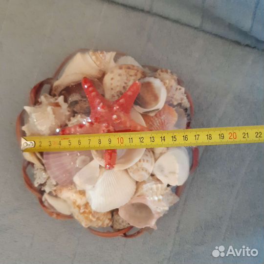 Ракушки морские для аквариума