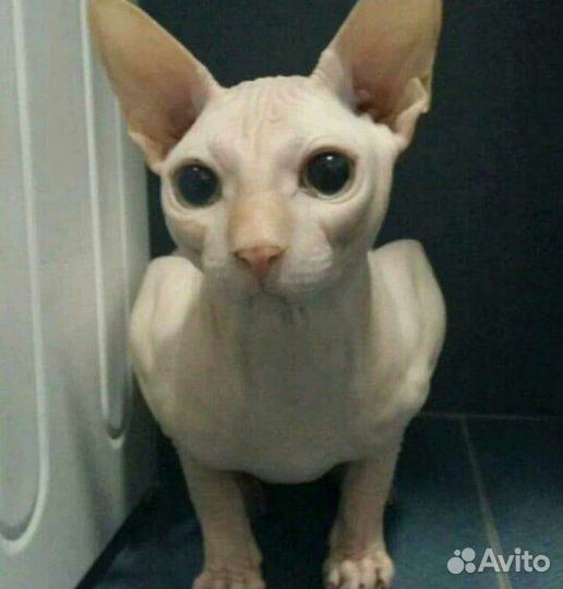 Кот для вязки кошек