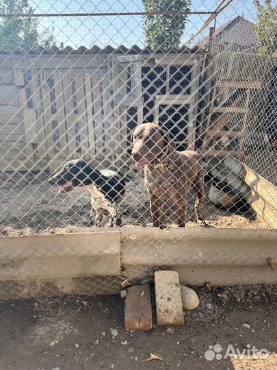 Продаётся щенок круцхара. Родители рабочие