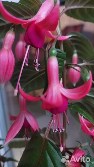 Комнатные цветы