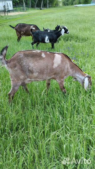 Англо нубийские козы дойные