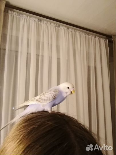 Волнистый попугай