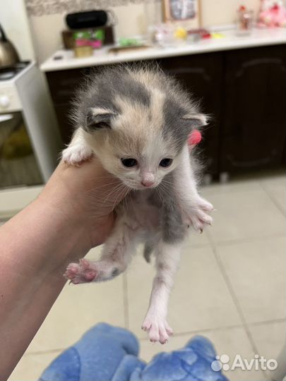Кошка в дар
