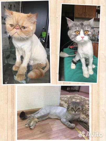 Стрижка кошек и собак