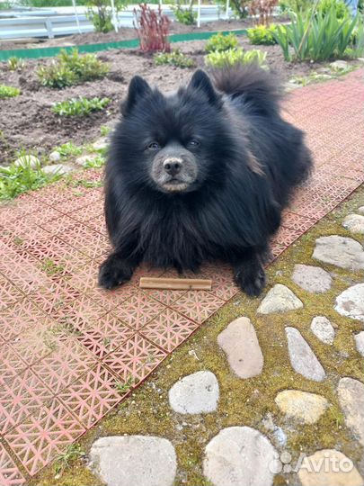 Немецкий шпиц вязка