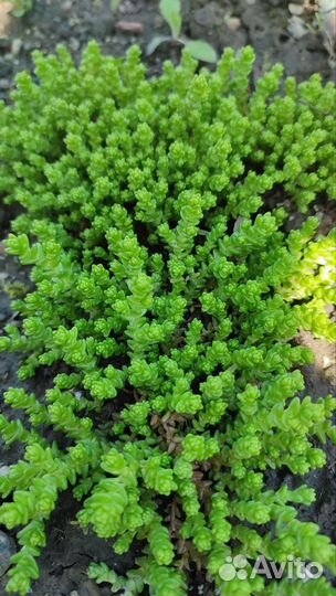 Почвопокровники