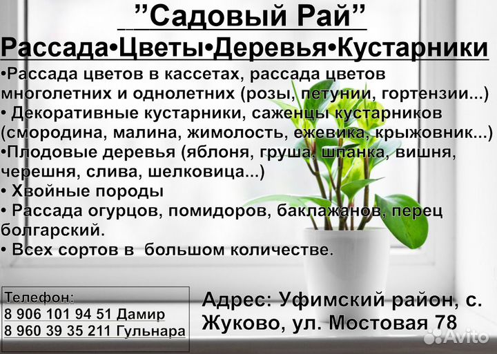 Рассада.Цветы.Деревья.Кустарники