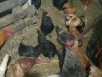 поселок подосиновец. село подосиновец кировской области. музей калашникова в селе курья. курья вагайский район тюменская область. котляровка поспелихинский район алтайский край люди.