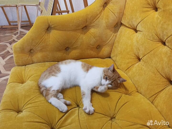 Котик винсент активно ищет дом