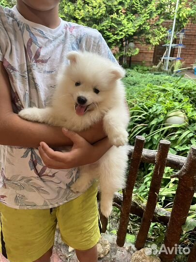 Щенки японского шпица