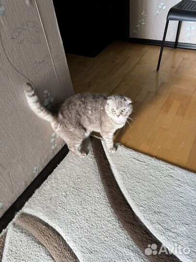 Вислоухий шотландец в добрые руки