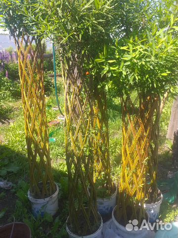 Плетеные деревья из ивы купить в Челябинске | Товары для дома и дачи ...