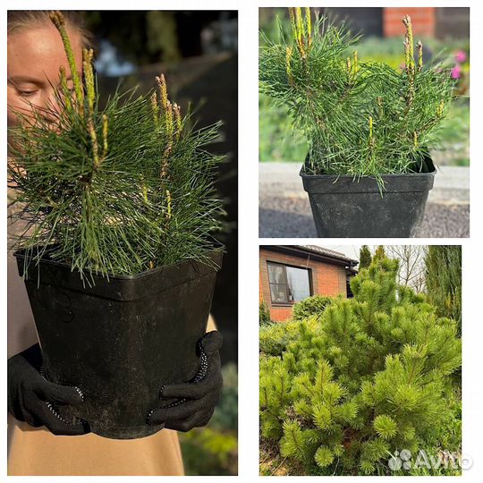 Можжевельник, растения для сада