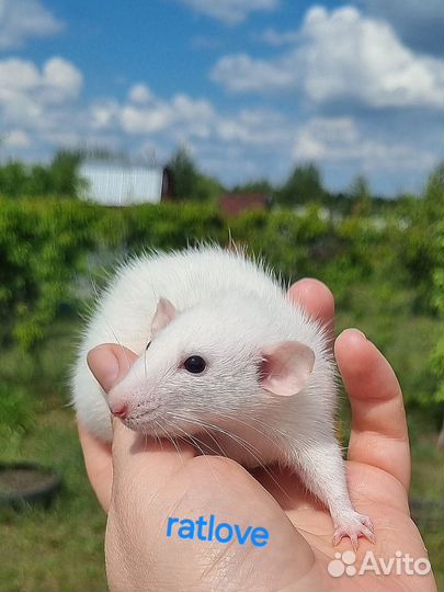Крысята малышки девчонки